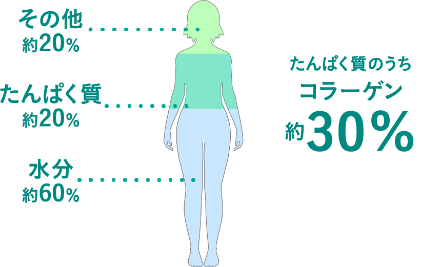 たんぱく質のうちコラーゲン約30%