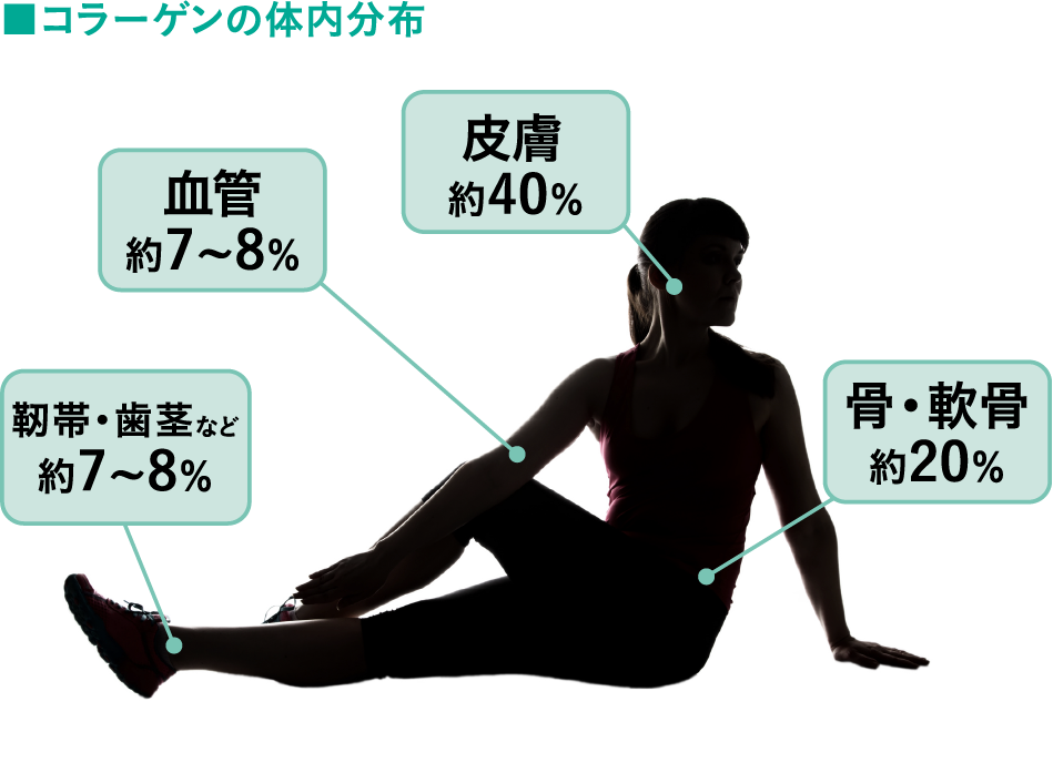 コラーゲンの体内分布