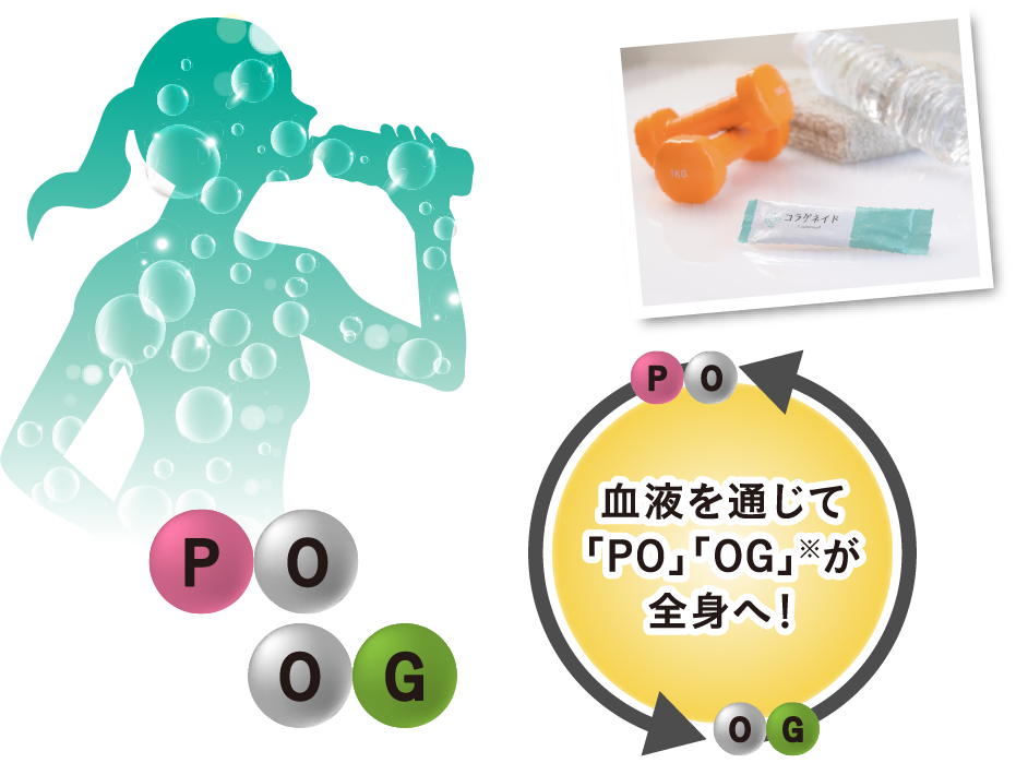 血液を通じて「PO」「OG」※が全身へ！